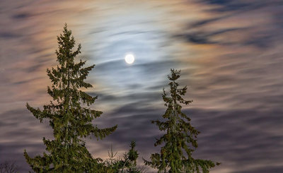 Moon Over Pines 41771