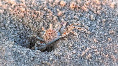 Sand Crab Coming Out 45164