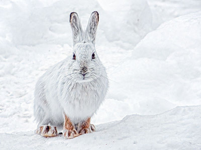 Snowshoe Hare 20140219