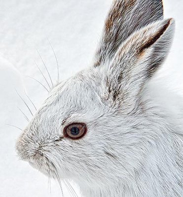 Snowshoe Hare Profile DSCF13617