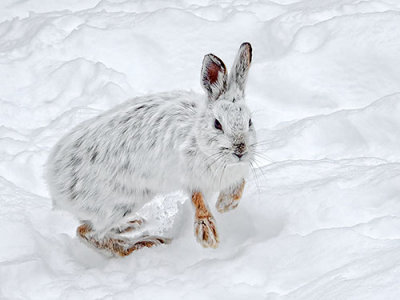 Snowshoe Hare DSCF13552