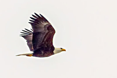 Bald Eagle In Flight (crop) 20140311