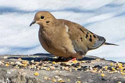 Dove On A Seedy Rock P1000245