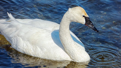 Swan Aswimming P1000393