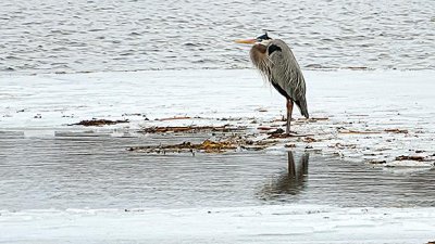 Heron On Ice-720mm (P1000883)