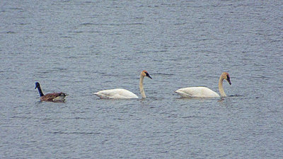 Goose & Two Swans DSCF14364