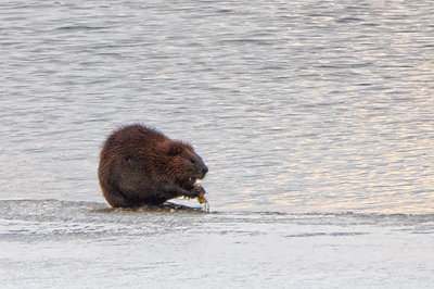 Beaver On Ice 20140401
