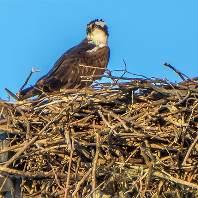 Osprey On Nest P1010552-4