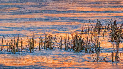 River Grass At Sunrise P1010881-3