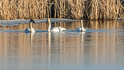 Swans In The Swale P1020152