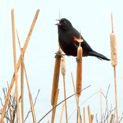 Red-winged Blackbird P1020689