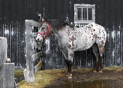 Horse & Barn Window 20140419