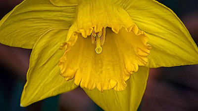 Daffodil Closeup 20140421