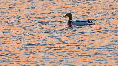 Lounging Duck At Sunrise P1020935