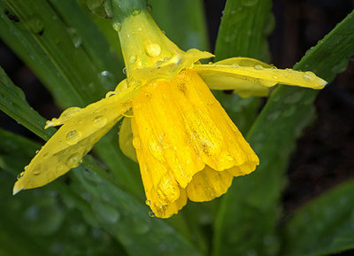 Wet Miniature Daffodil DSCF14628-30