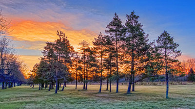 Pines In Sunrise 20140508