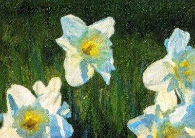 Backlit Daffodils P1030554 Art