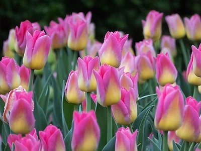 Pink & Yellow Tulips P1030625