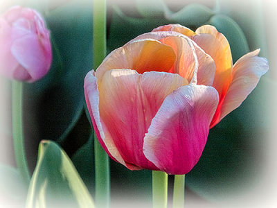 Pink & Orange Tulips DSCF15054