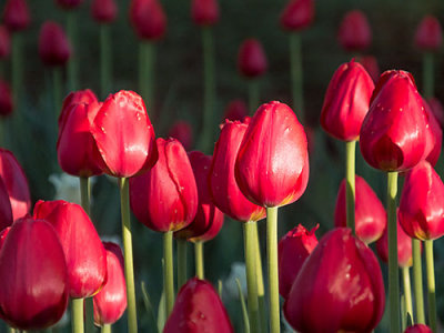 Red Tulips DSCF15003