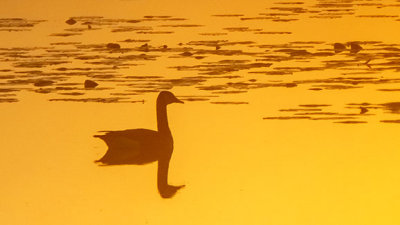 Goose Swimming At Sunrise P1030909-11