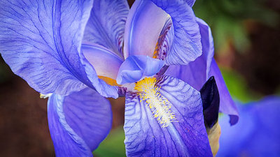 Purple Iris Closeup 20140527