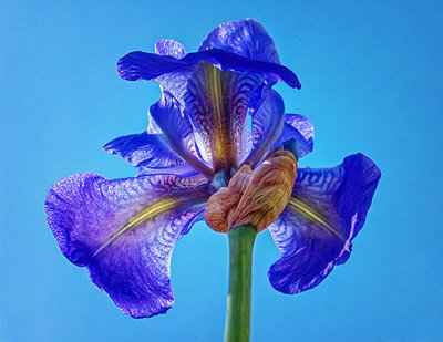 Purple Iris Bottom View DSCF15645