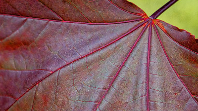 Crimson King Maple Leaf Closeup 20140528