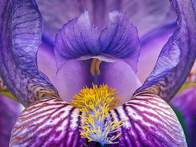 Purple Iris Closeup DSCF15802-7