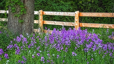 Fence & Flowers 20140530