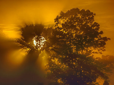 Trees In Foggy Sunrise P1040478-80