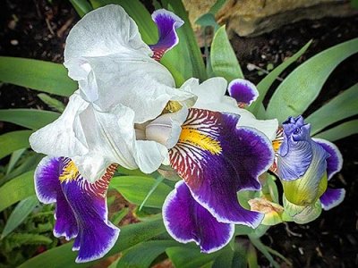 White & Purple Irises DSCF15849