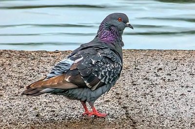 Ruffled Pigeon P1040551
