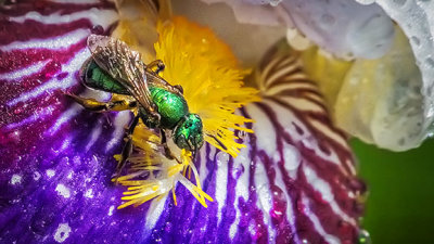 Green Bee On A Wet Iris DSCF15885