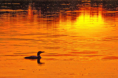 Loon At Sunset P1050385
