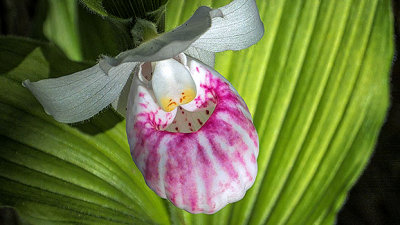 Showy Lady's Slipper Orchid 20140620