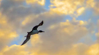 Loon In Flight At Sunset 20140705