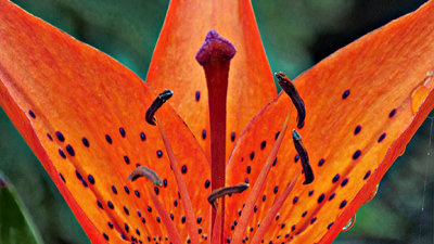 Red Lily Closeup DSCF16696