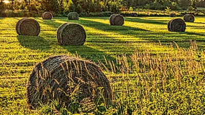 Bales & Sunrise Shadows 20140716