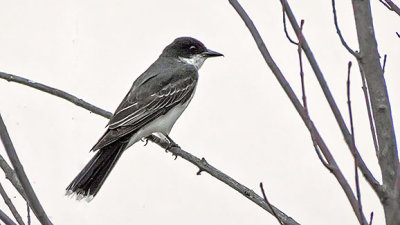 Perched Kingbird 20140723