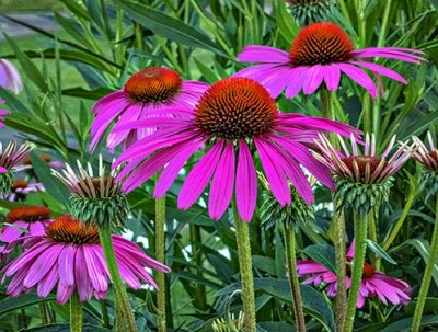 Coneflowers P1070476-8