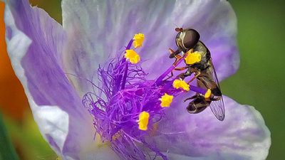 Bug On A Little Purple Flower DSCF16871
