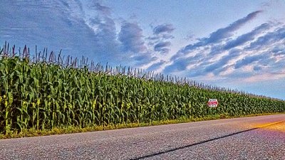 Wall Of Corn P1070686-8
