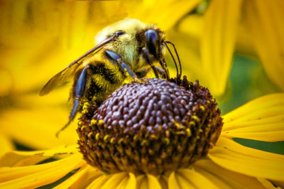 Bee On A Black-eyed Susan DSCF17324