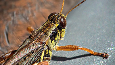 Grasshopper Closeup DSCF17814-6