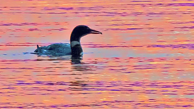 Loon With A Bite Of Breakfast 20140807