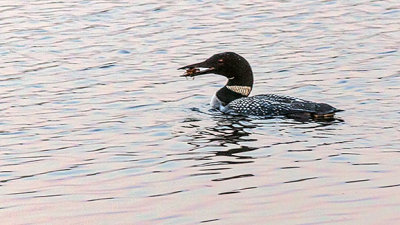 Loon With Breakfast 44560