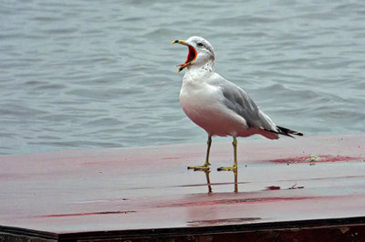 Squawking Gull DSCF17918