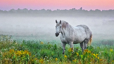 Pale Horse In Misty Sunrise P1090042