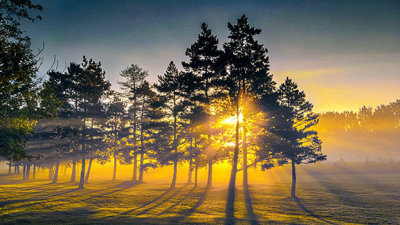 Pines In Misty Sunrise P1090205-7
